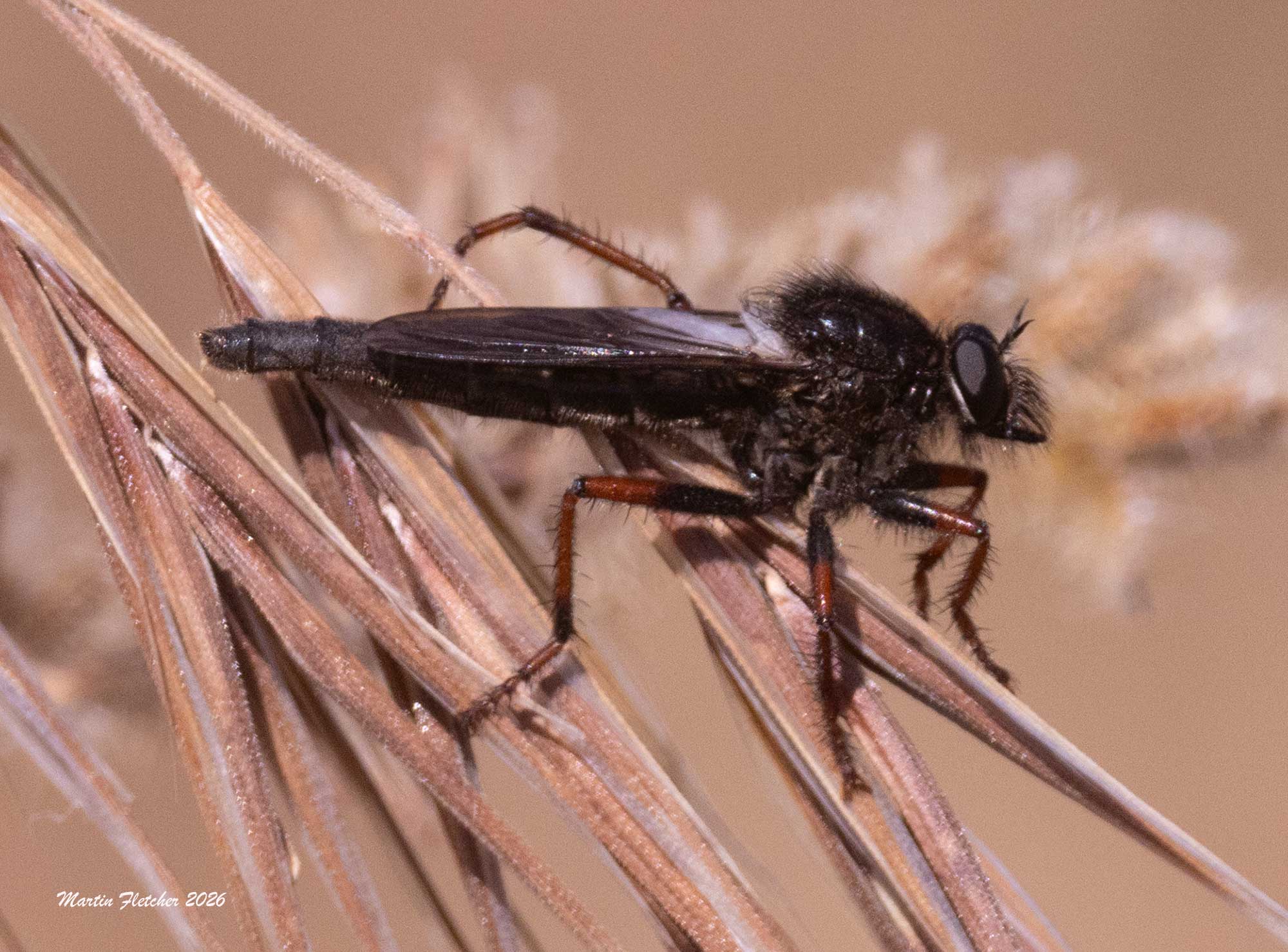 Robber Fly, Stenopogon