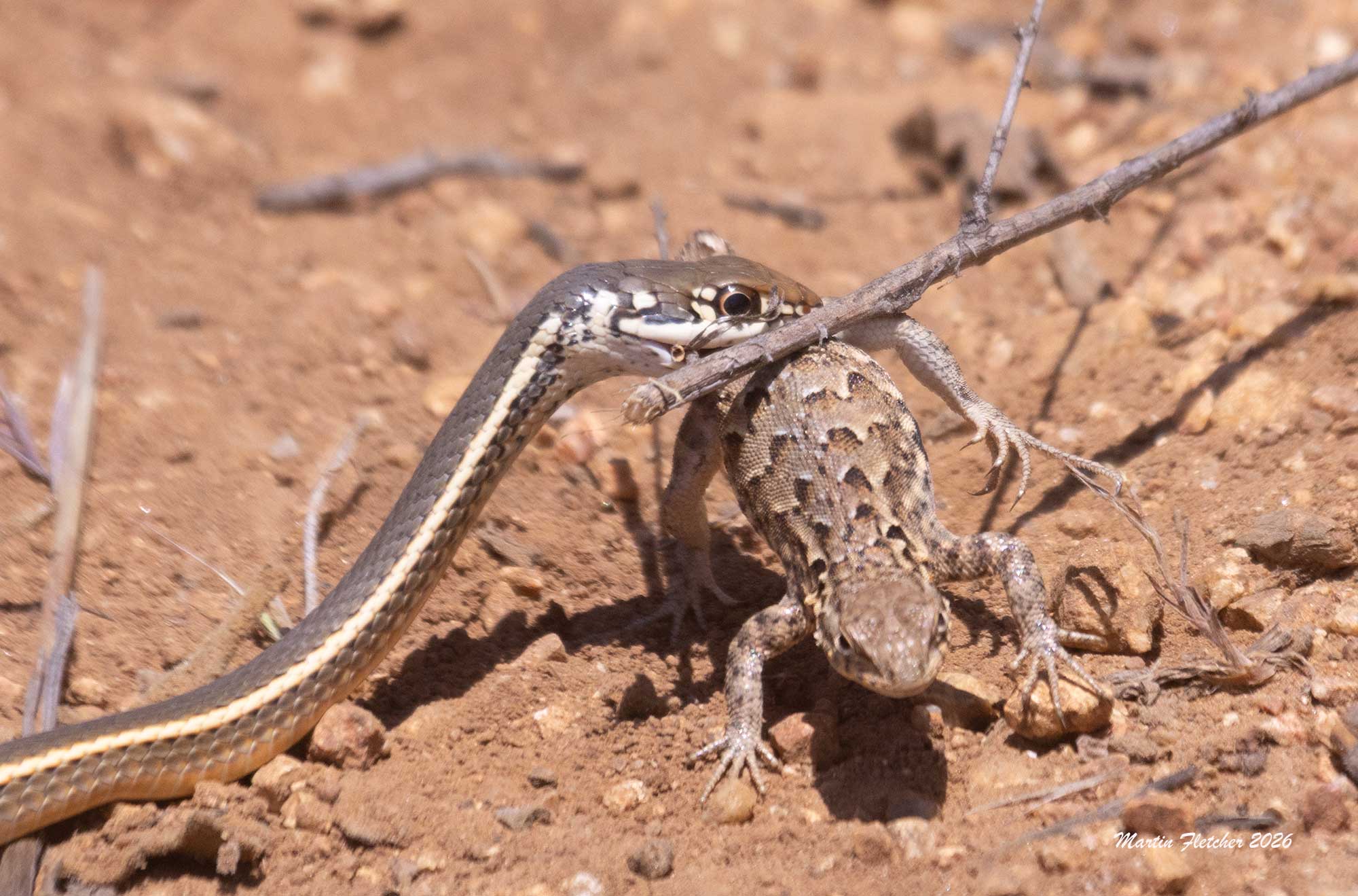 California Striped Racer catches a Western Side Blotched Lizard