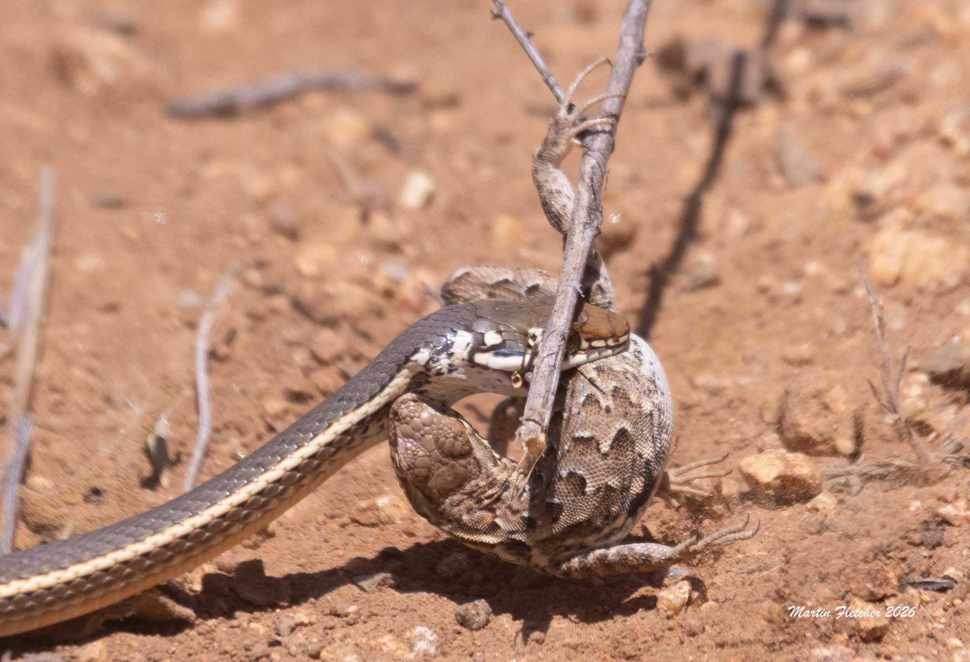 California Striped Racer catches a Western Side Blotched Lizard