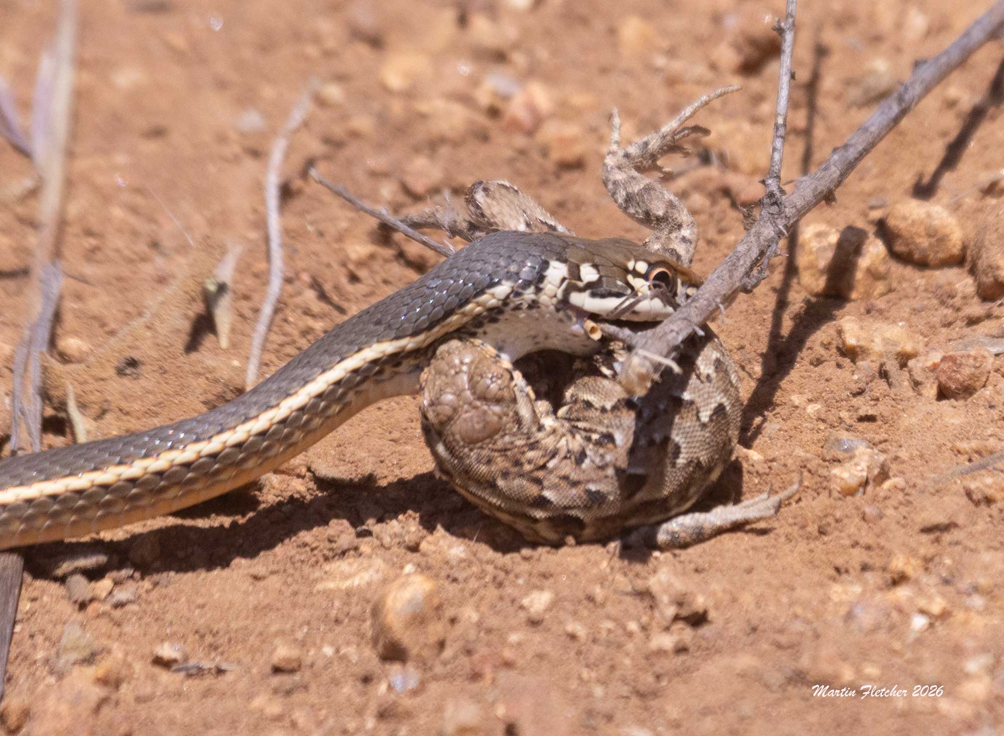 California Striped Racer catches a Western Side Blotched Lizard