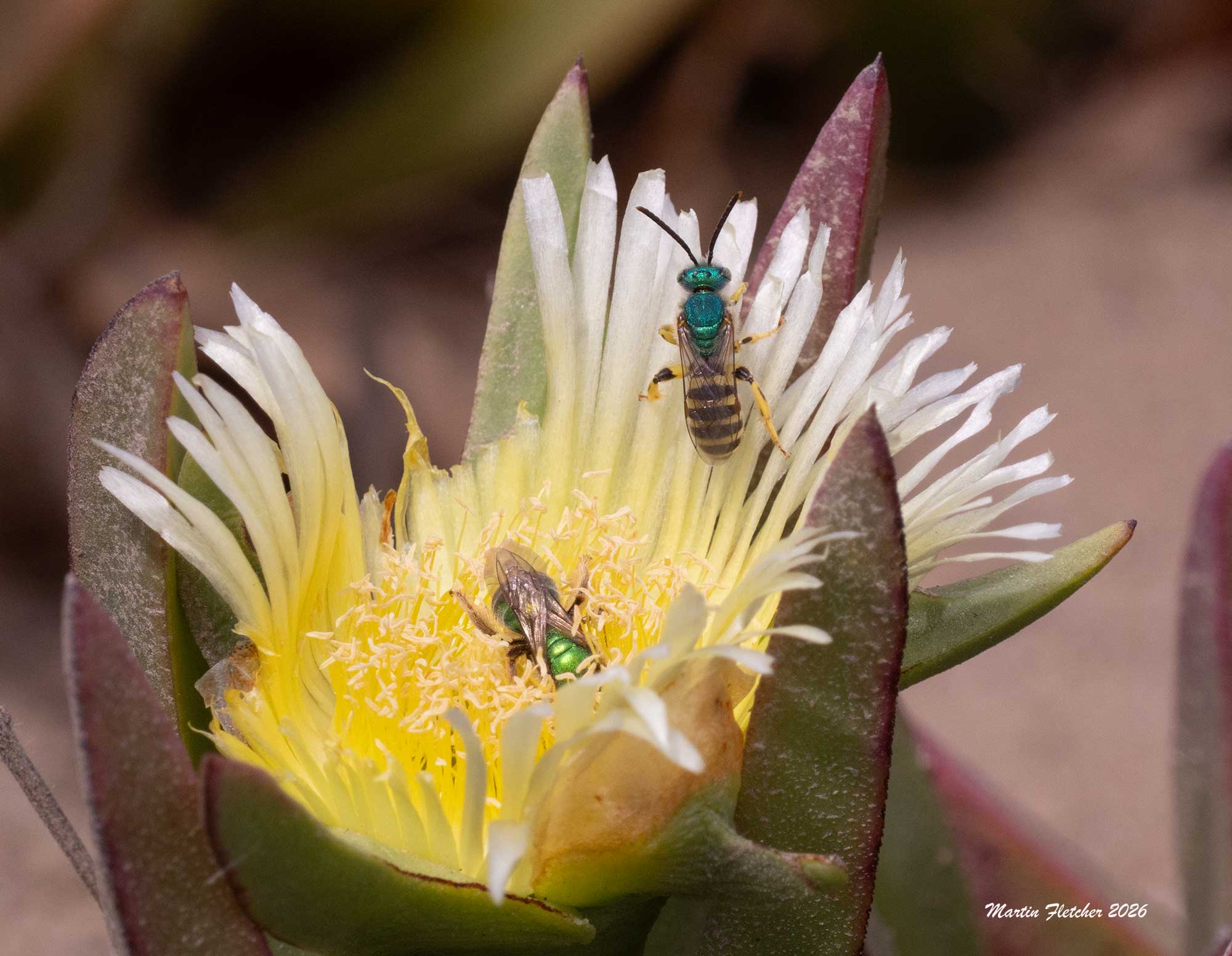 Agapostemon, Striped Sweat Bee male and female