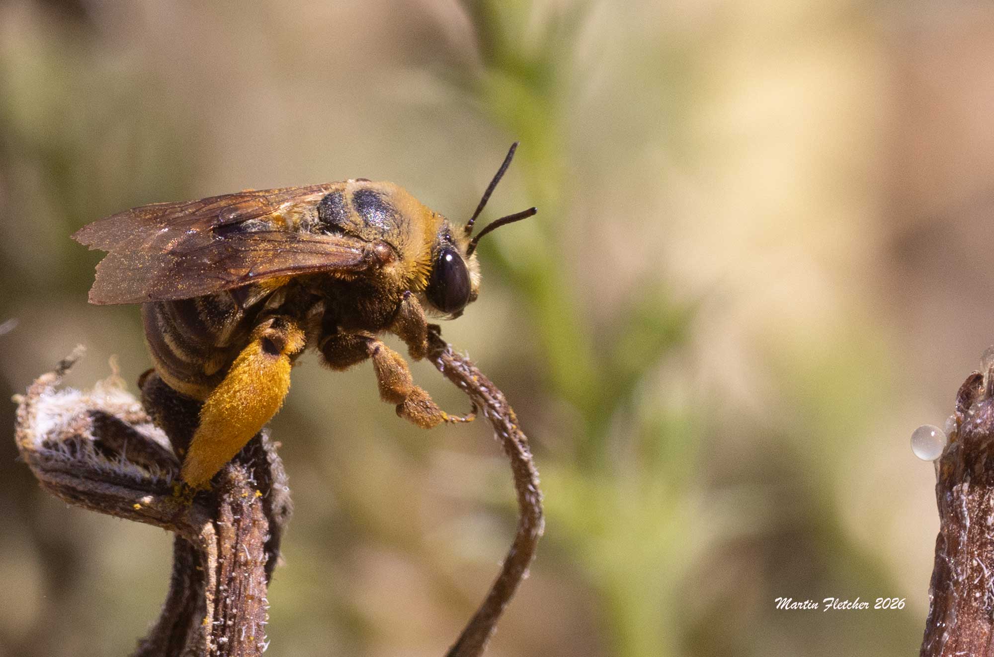 Sunflower Bee, Western Oblique Longhorn, Epimelissodes obliquus expurgatus