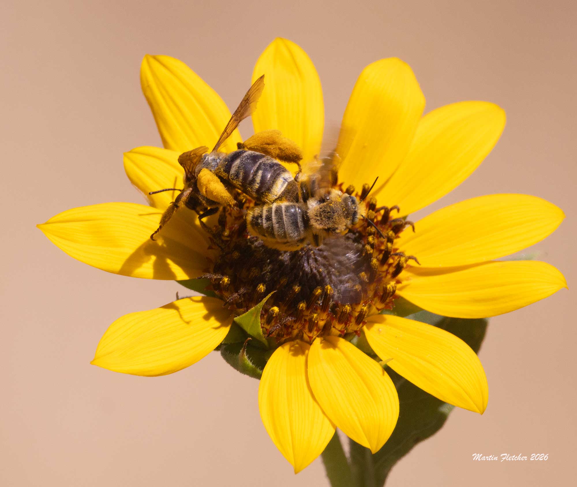 Sunflower Bee, Western Oblique Longhorn, Epimelissodes obliquus expurgatus