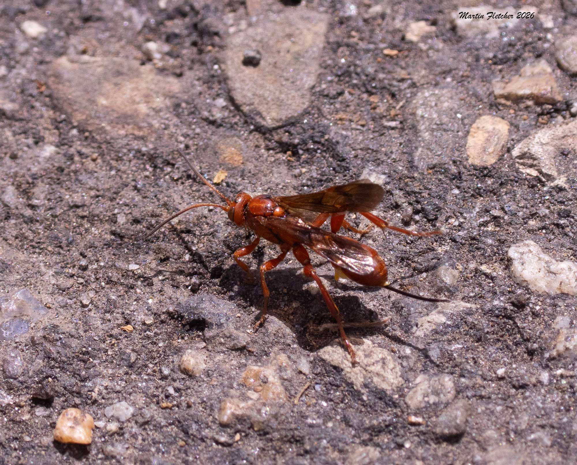 Female Red Tailed Spider Wasp, Tachypompilius unicolor