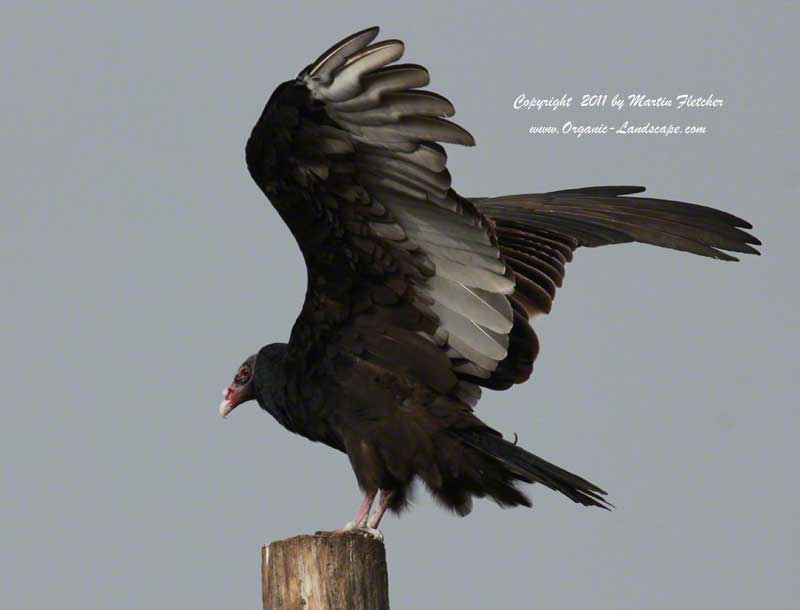 Turkey Vulture, Ojai Meadows Perserve
