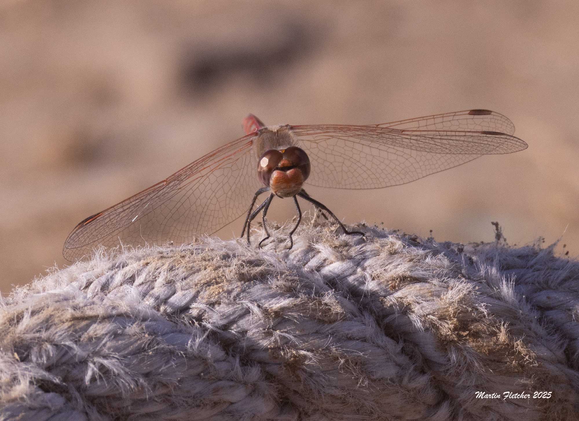 Variegated Meadowhawk Dragonfly, Sympetrum corruptum, Ormond Beach California