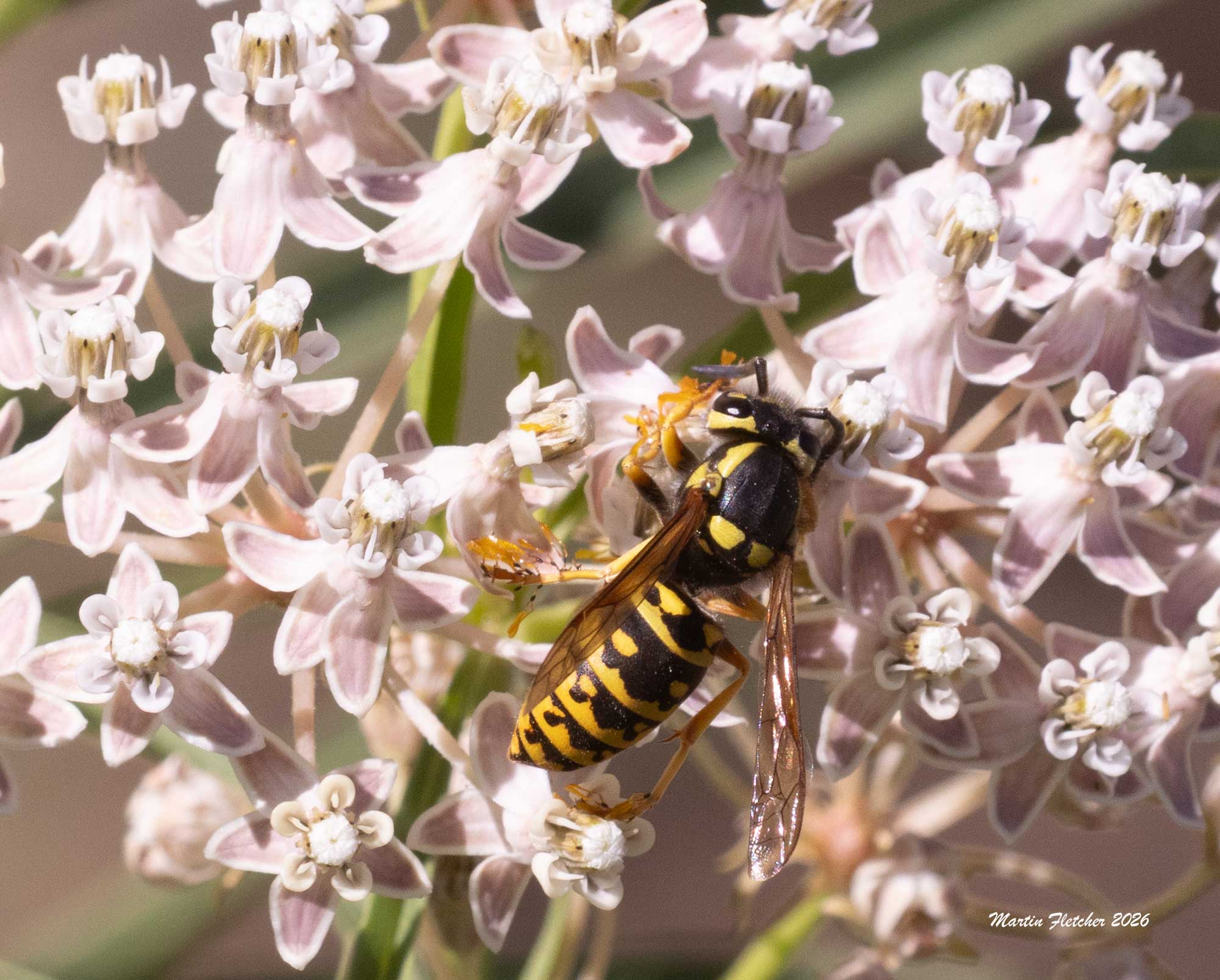 Vespula pensylvanica, Western Yellowjacket