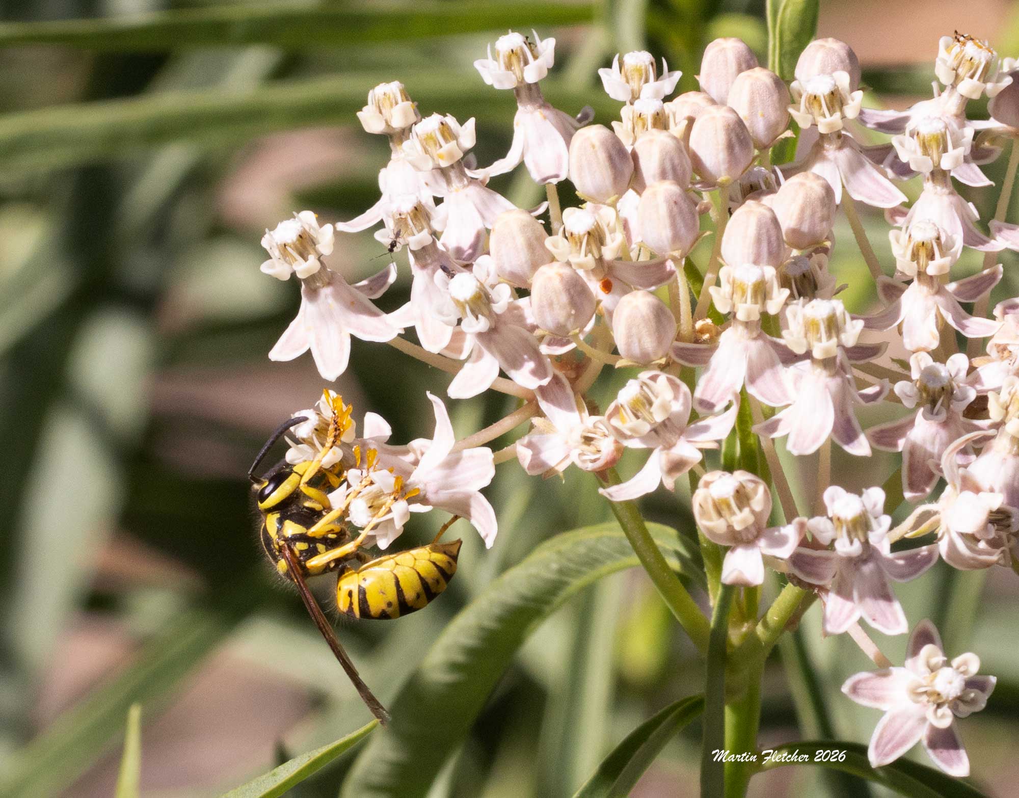 Vespula sulfurea, California Yellowjacket
