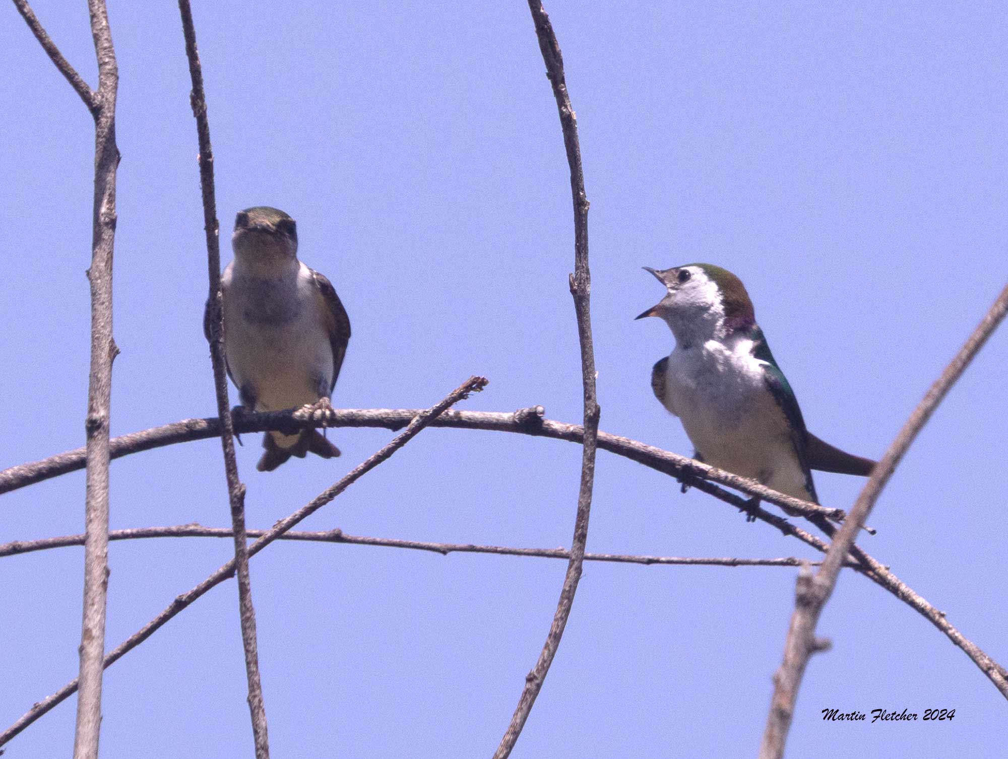 Violet Green Swallow begging, Ojai, California