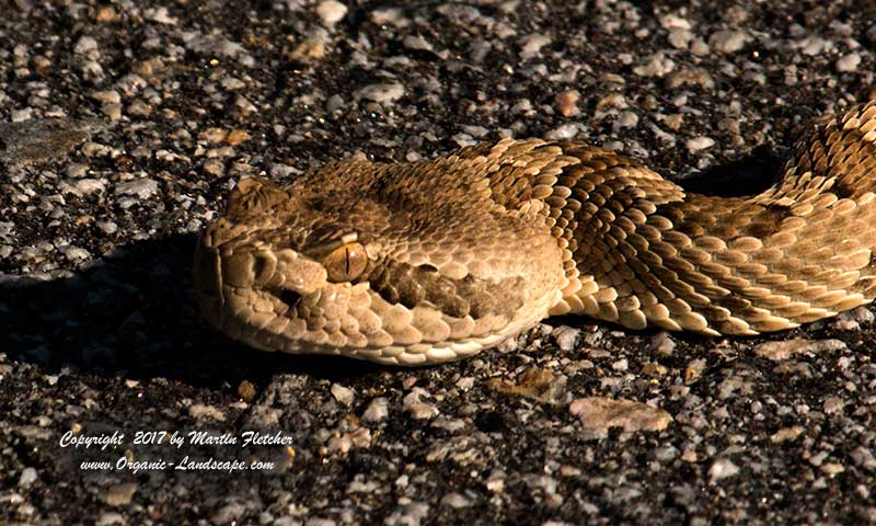 western diamondback rattlesnake head