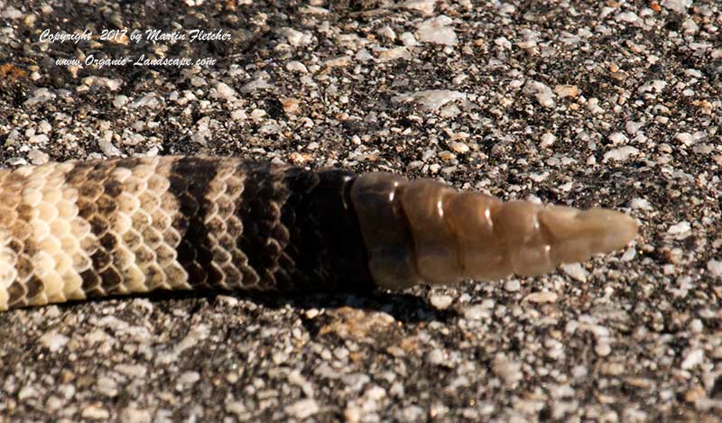 Western Diamondback Rattlesnake Tail