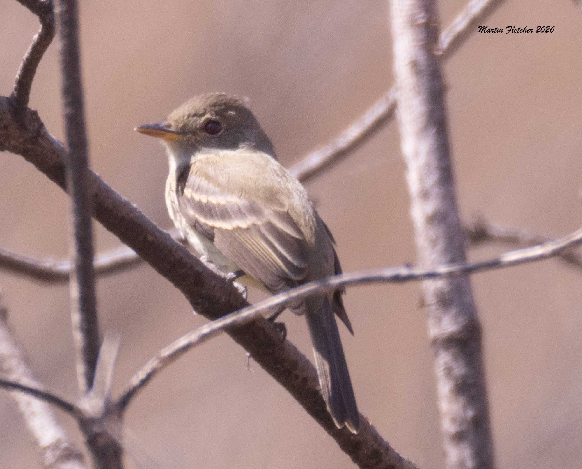 Western Flycatcher