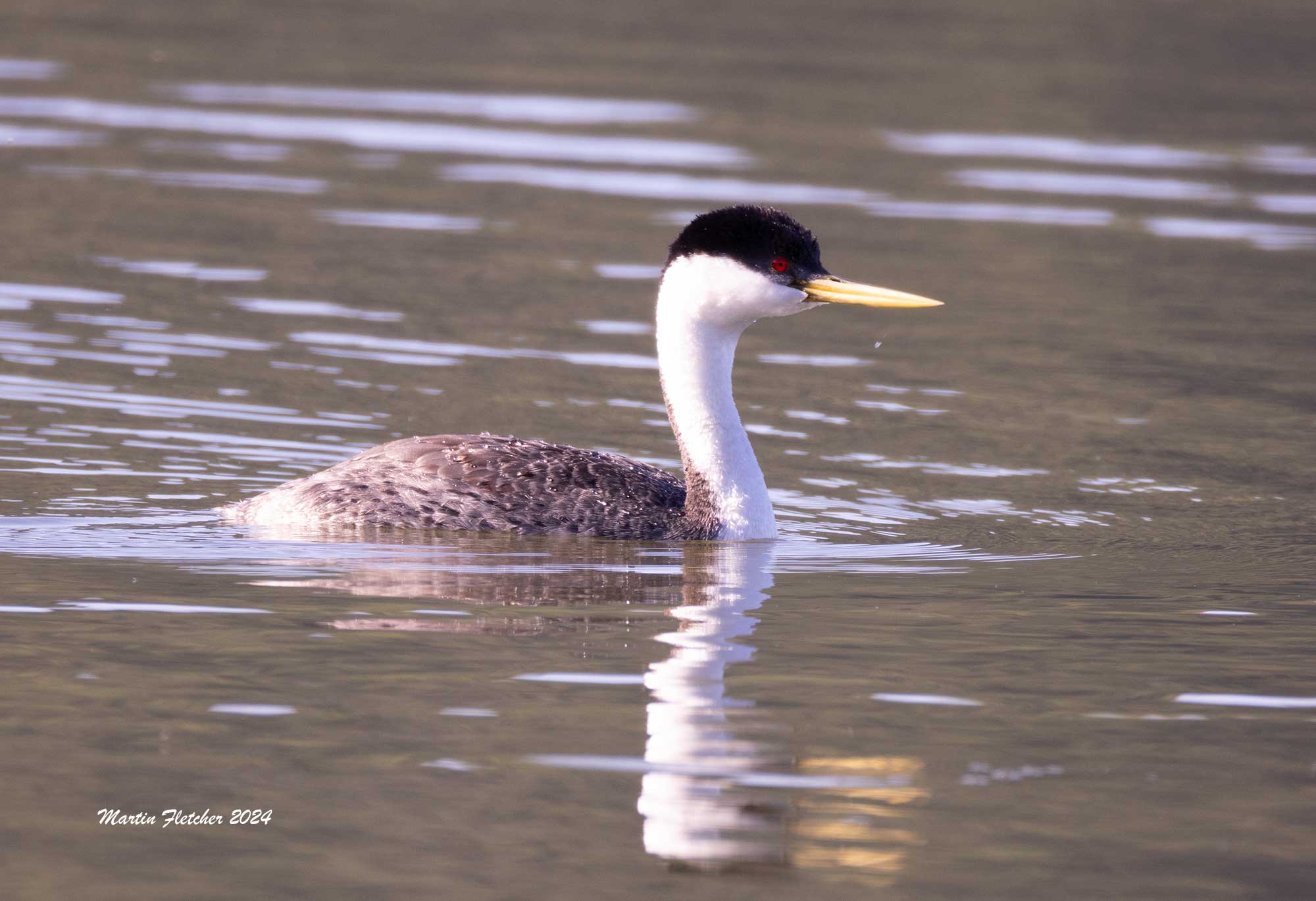 Western Grebe, Lake Casitas