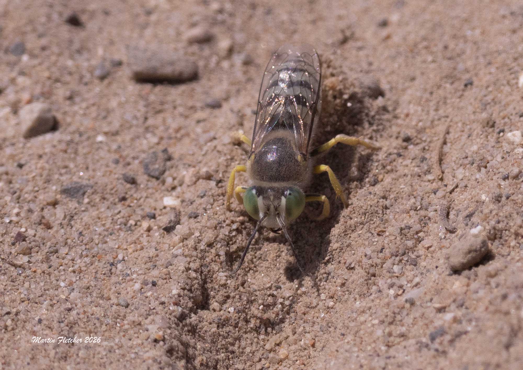 Western Sand Wasp digging at the Ventura Spreading Ponds