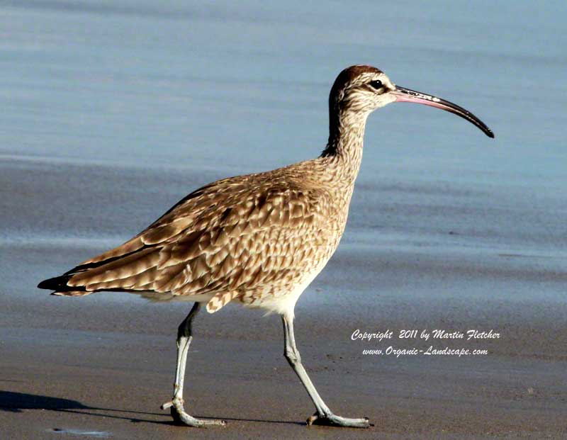 Whimbrel, Emma Wood State Beach