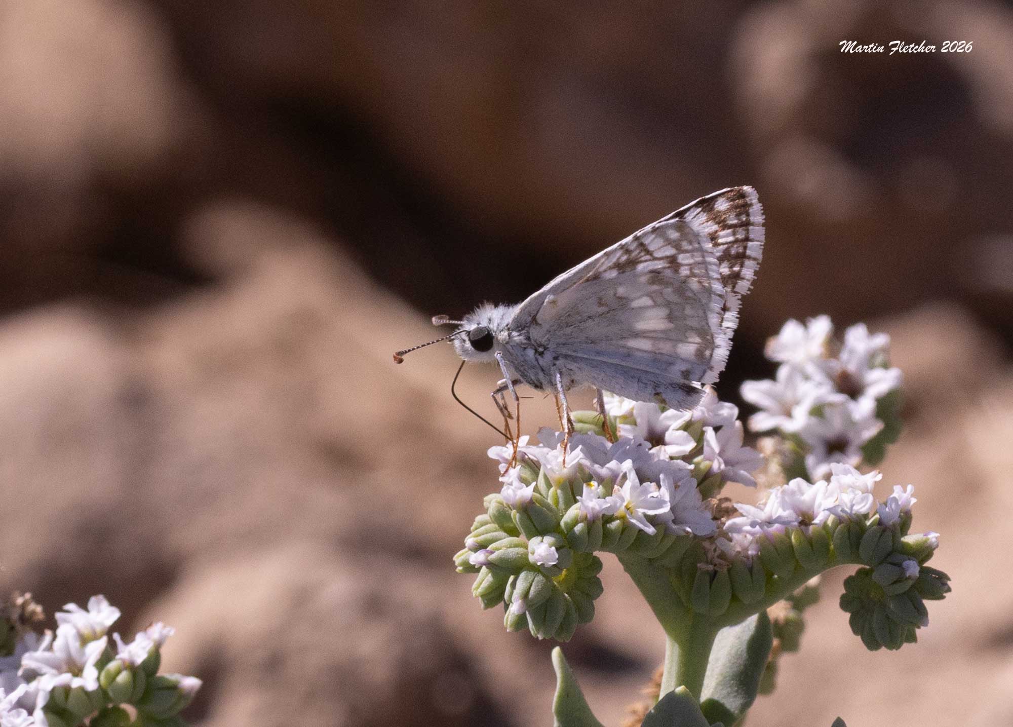White Checkered Skipper, Burnsius albezens, on Salt Heliotrope, Heliotropius curassavicum