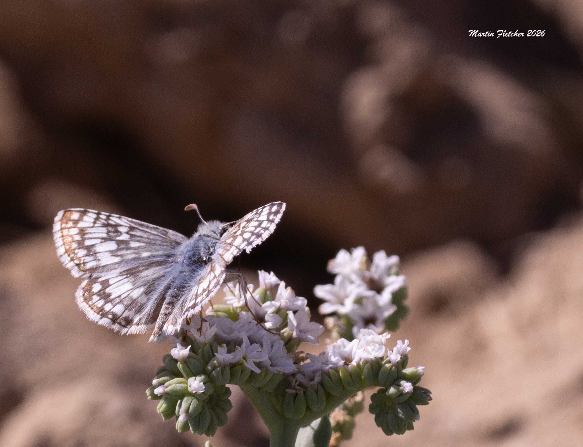 White Checkered Skipper, Burnsius albezens, on Salt Heliotrope, Heliotropius curassavicum