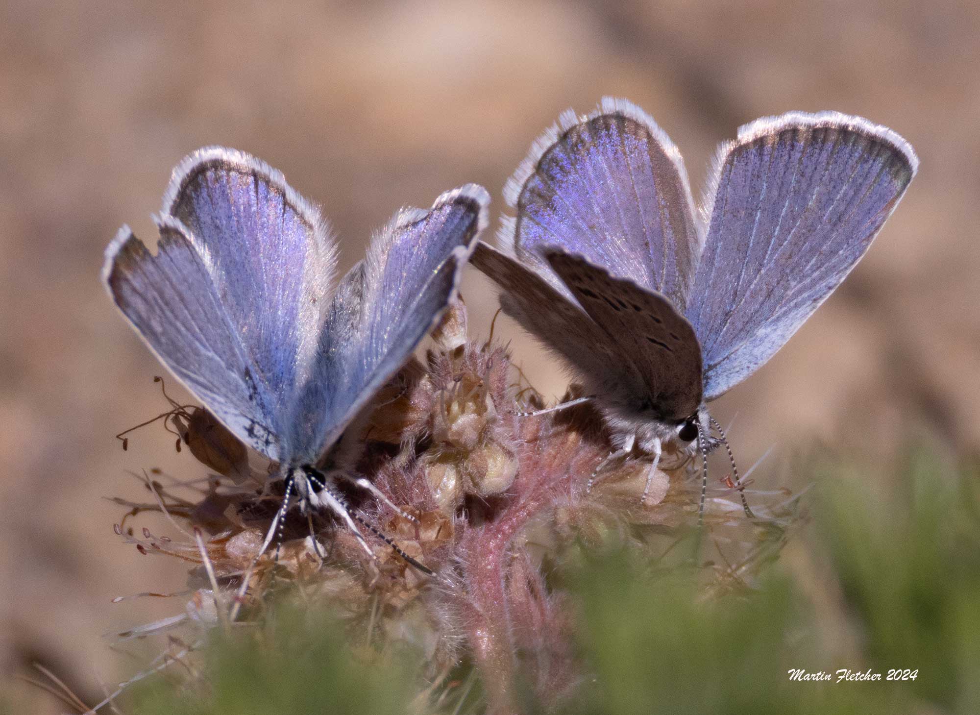 White Mountains Icarioides Blue, Icaricia icarioides albihalos, Boisduval's Blue