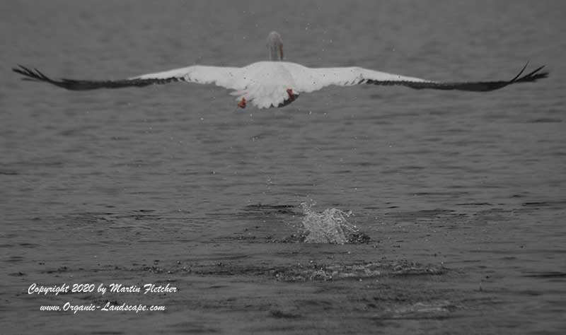 White Pelican taking off