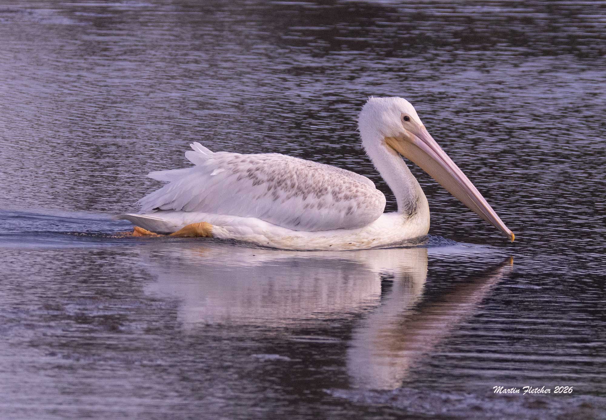White Pelican profile, Ventura Settling Ponds