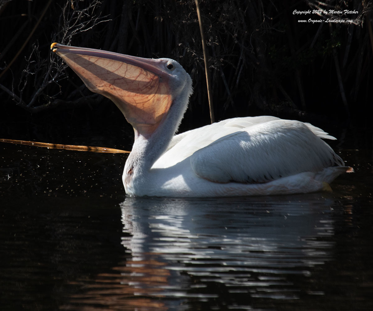 White Pelican, fish