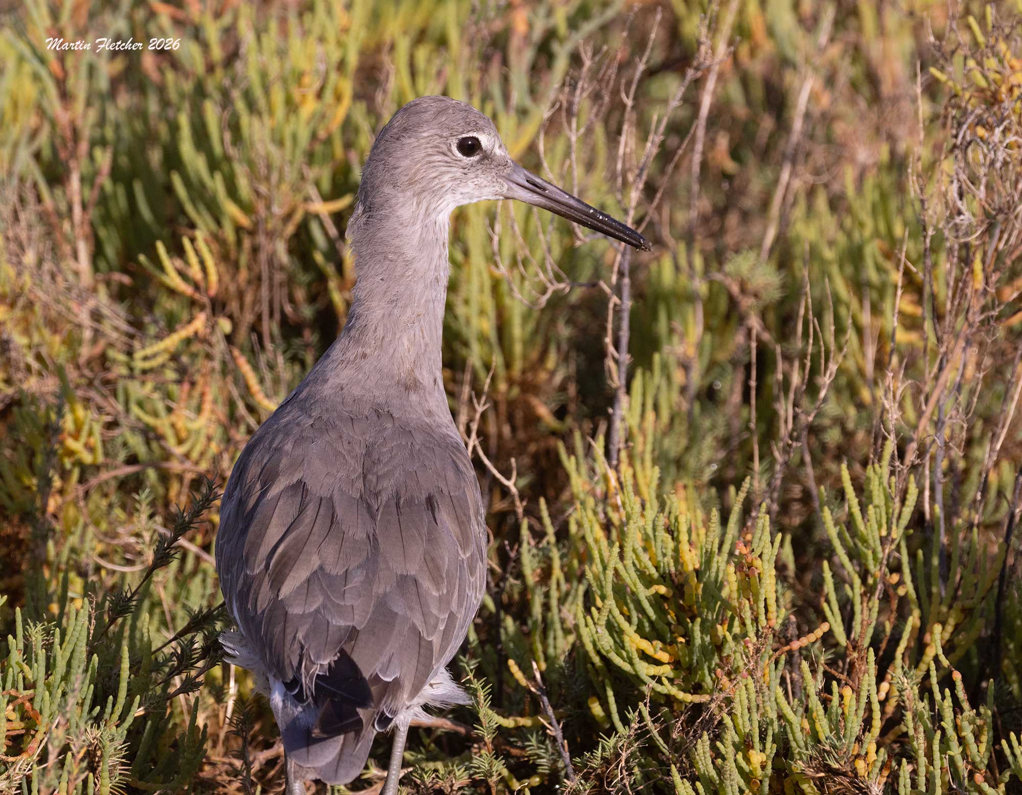 Willet, Bolsa Chica