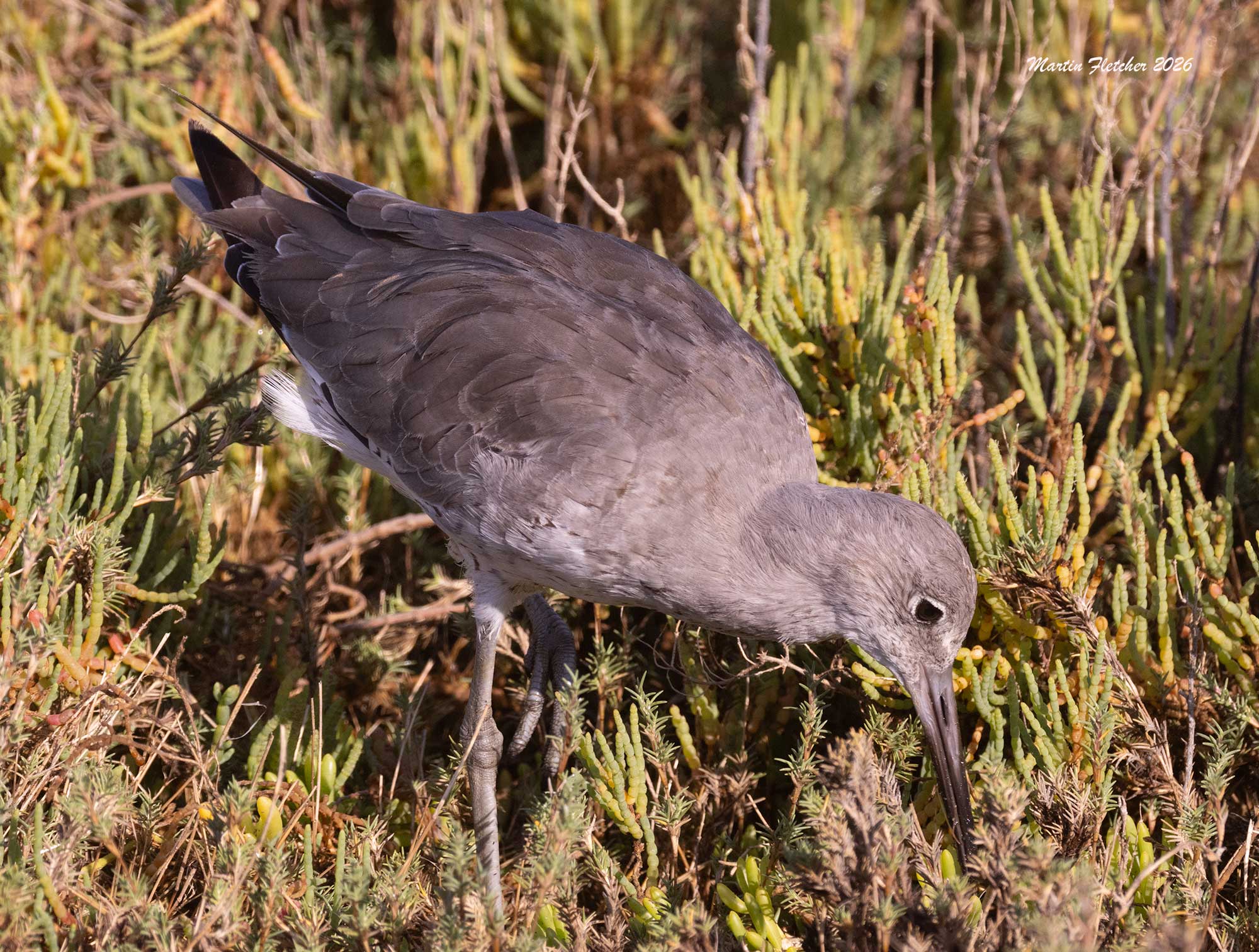 Willet, Bolsa Chica
