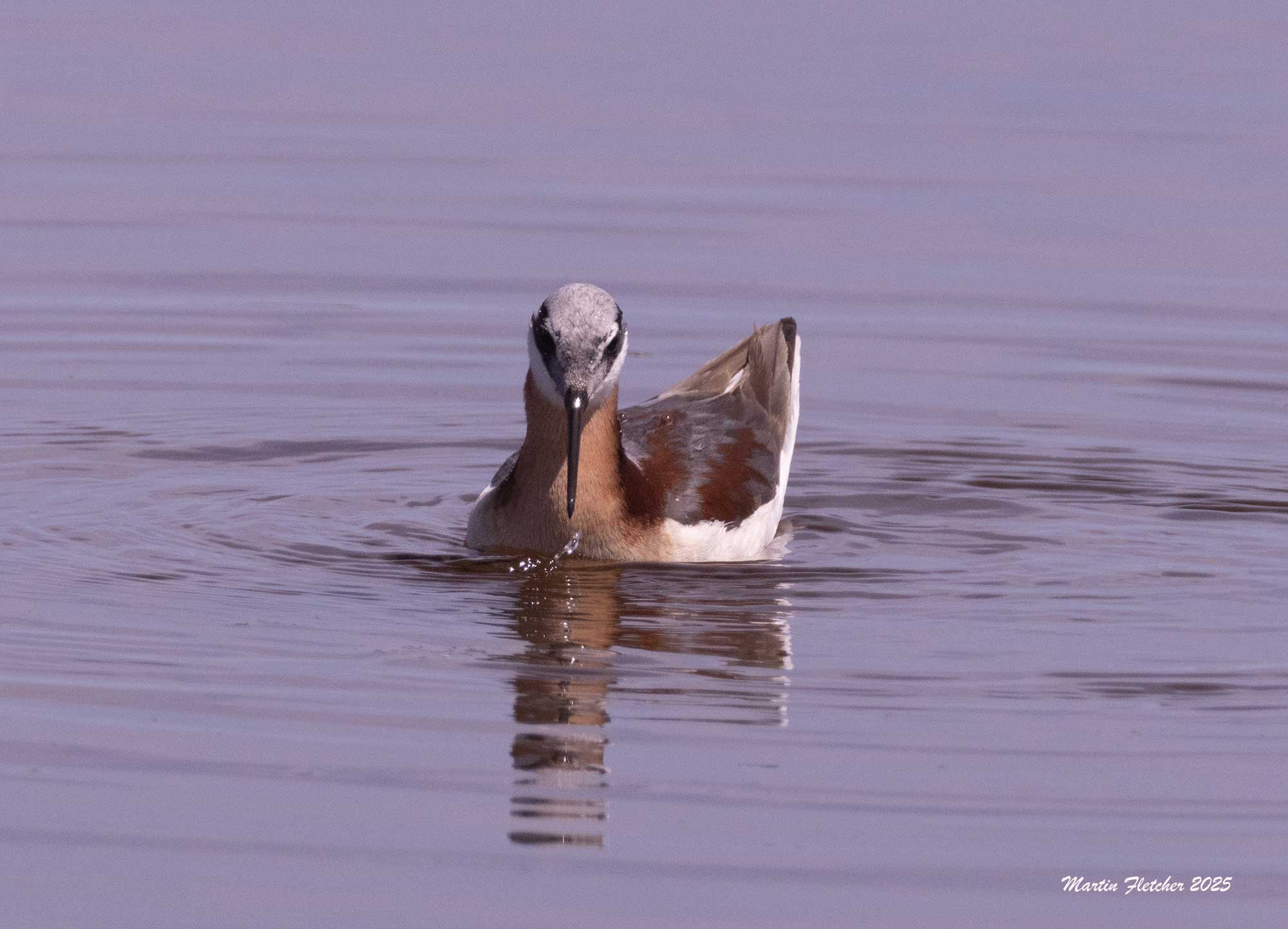 Wilson's Plalarope, Malheur