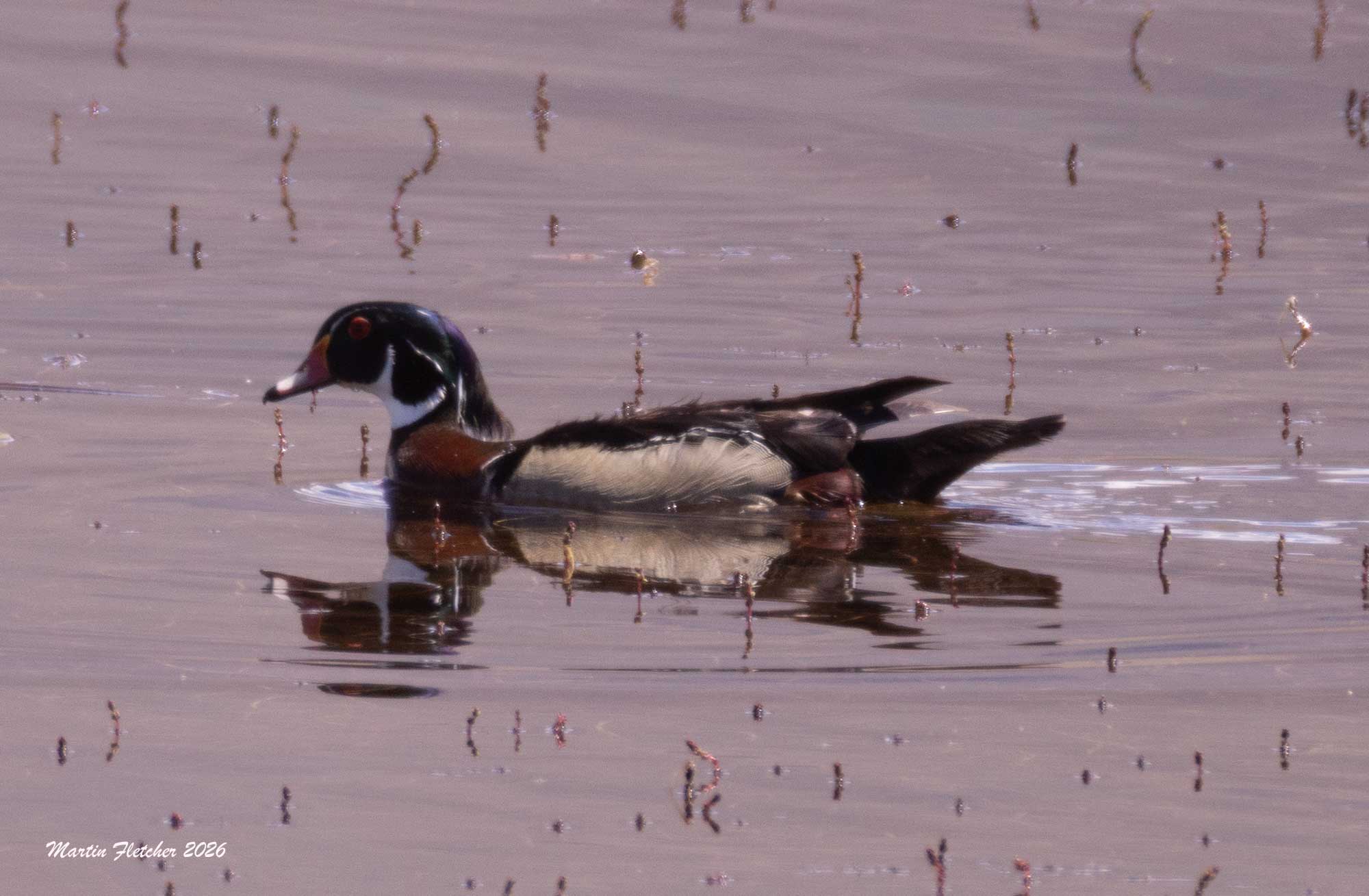 Wood Duck Male, Buckley Ponds, Bishop, California