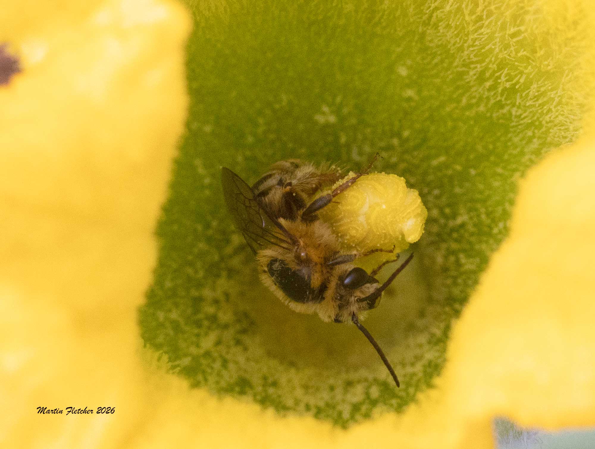 Pruinose Squash Bee, Xenoglossa pruinosa