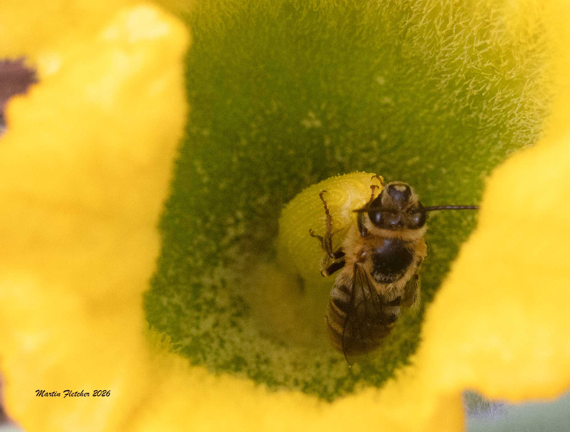 Pruinose Squash Bee, Xenoglossa pruinosa
