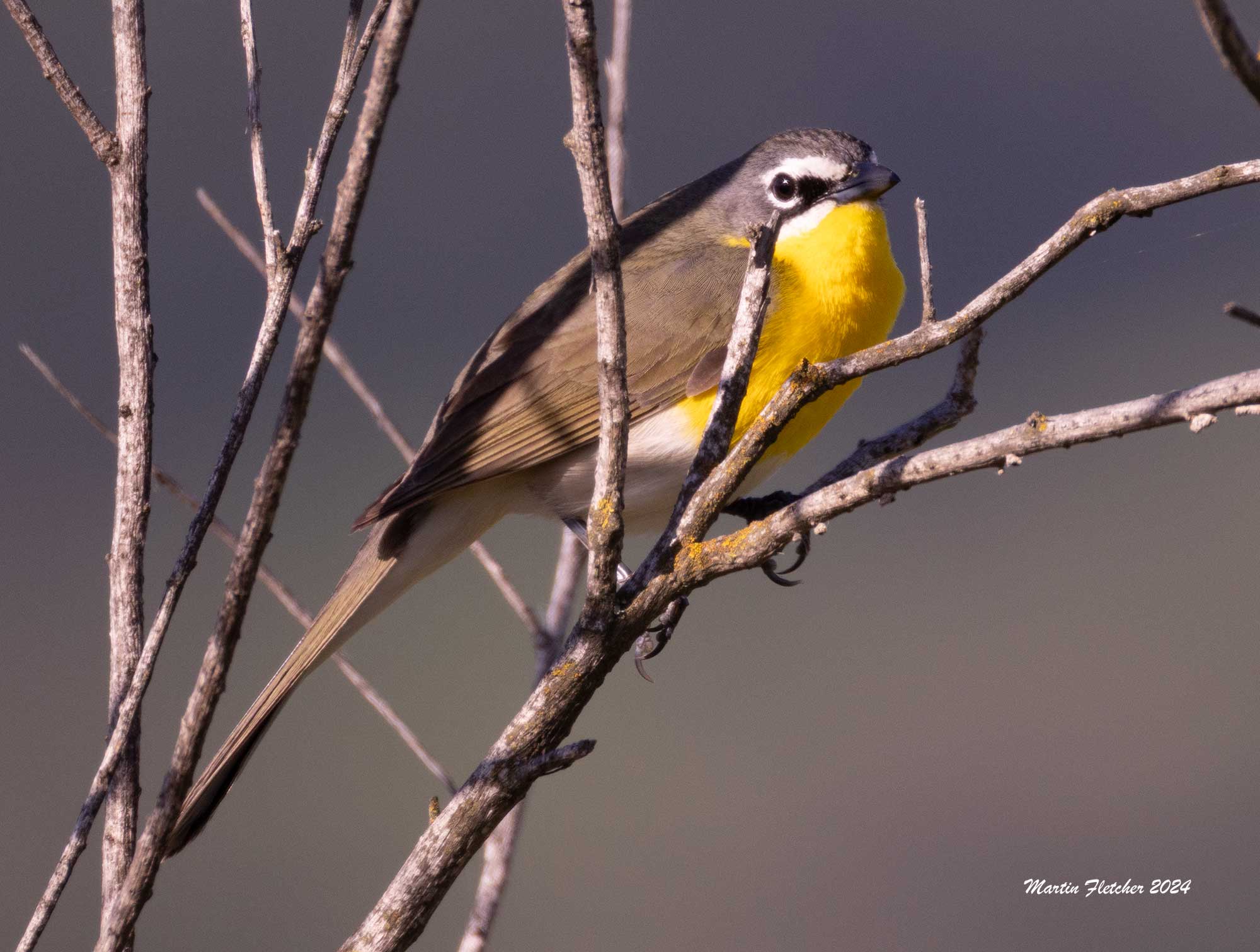 Yellow Breasted Chat