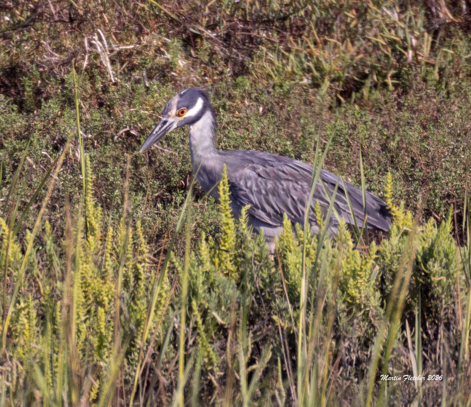 Yellow Crowned Night Heron, Bolsa Chica