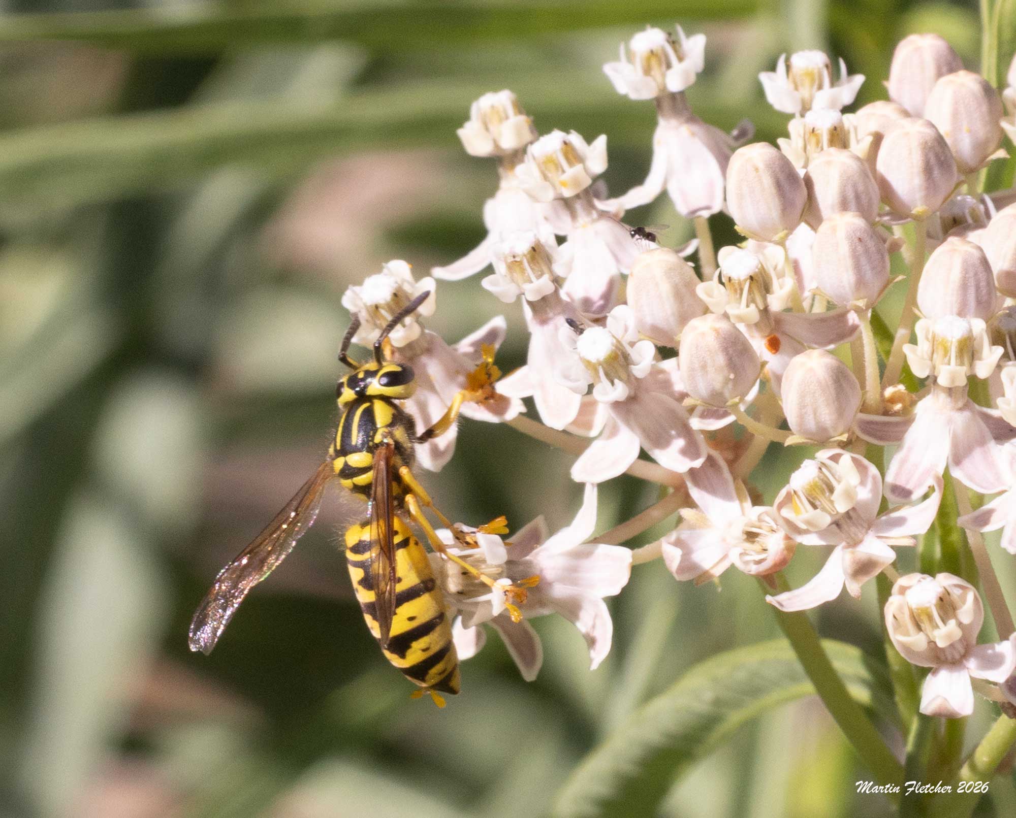 Vespula sulfurea, California Yellowjacket